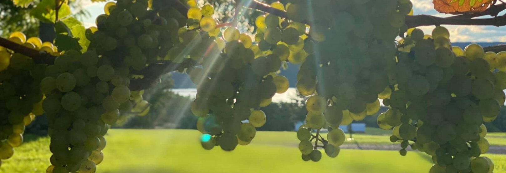 The Vineyard Guest Barn