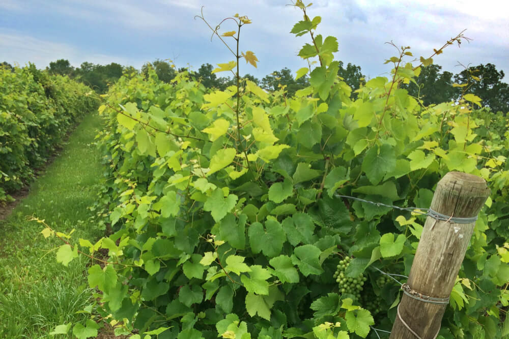 Grapes growing at vineyard on Seneca Lake - Vacation FLX